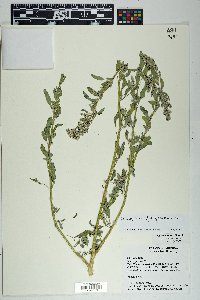 Chenopodium ficifolium image