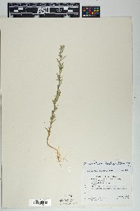 Chenopodium leptophyllum image