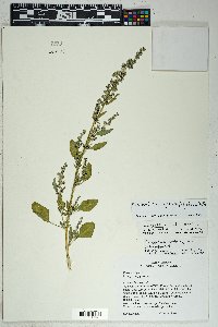 Chenopodium album subsp. album image