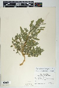 Chenopodium ficifolium image