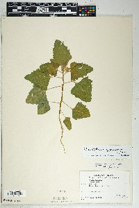 Chenopodium album var. album image