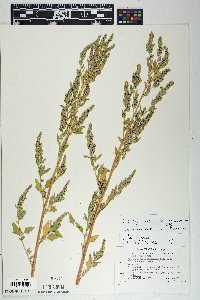 Chenopodium neomexicanum image