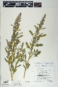 Chenopodium ficifolium image