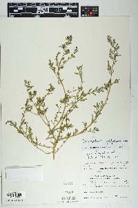 Chenopodium ficifolium image