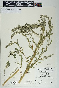 Chenopodium ficifolium image