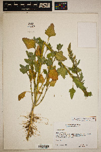 Chenopodium berlandieri image