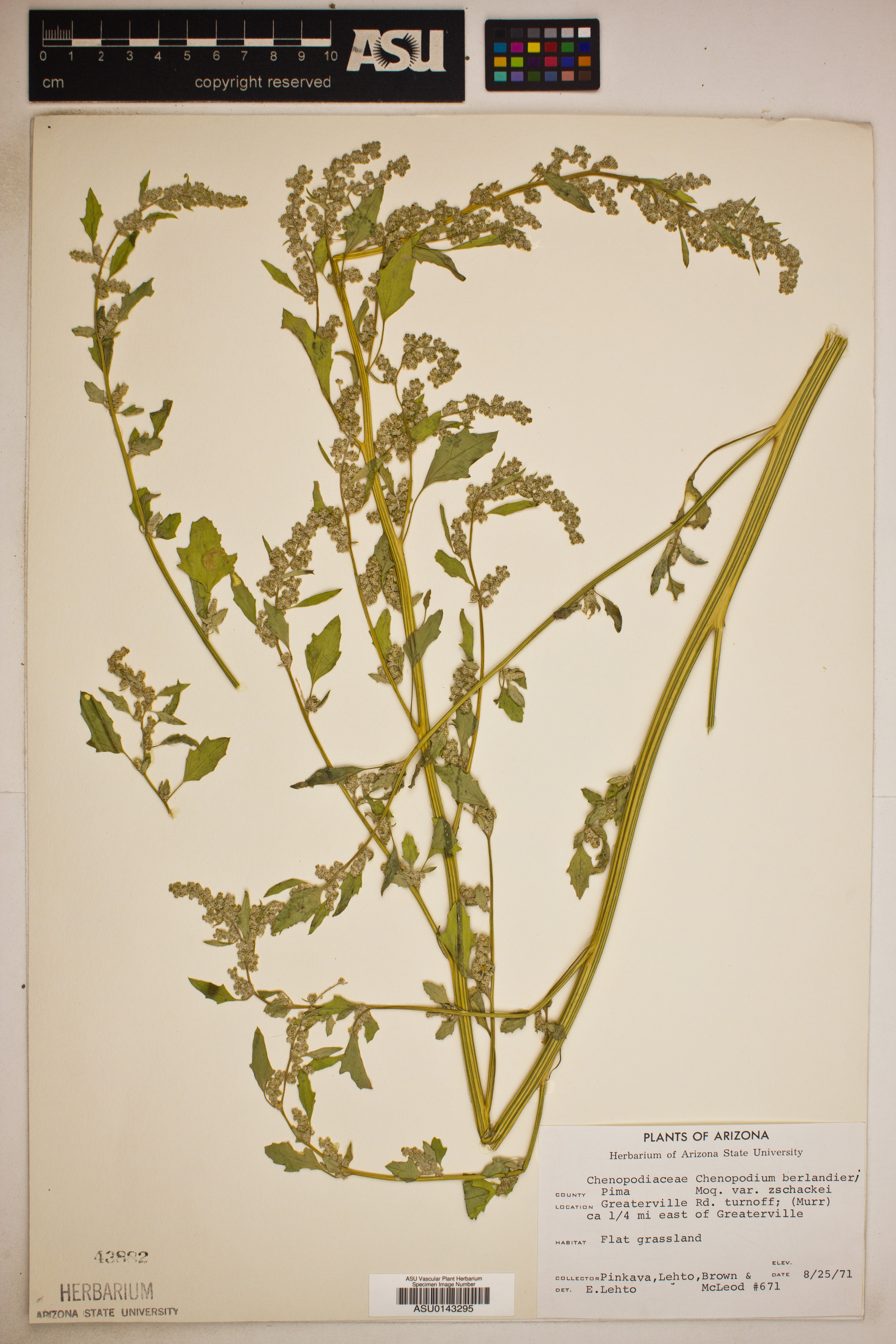 Chenopodium berlandieri var. zschackei image