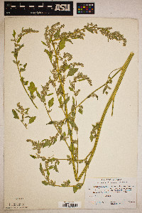 Chenopodium berlandieri var. zschackei image