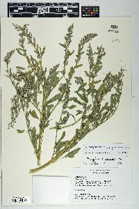 Chenopodium ficifolium image