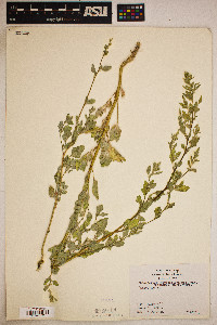 Chenopodium berlandieri image