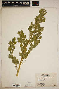 Chenopodium berlandieri image