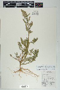 Chenopodium ficifolium image