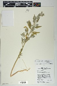 Chenopodium pratericola image