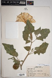 Datura wrightii image