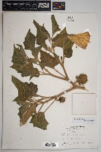 Datura wrightii image