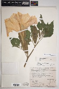 Datura wrightii image