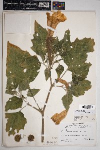 Datura wrightii image