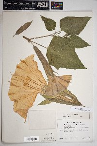 Datura wrightii image