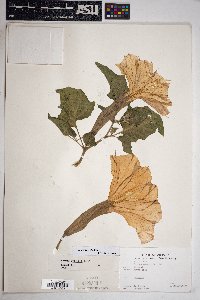 Datura wrightii image