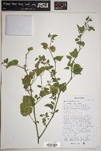 Physalis hederifolia image