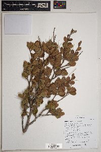 Cercocarpus montanus image