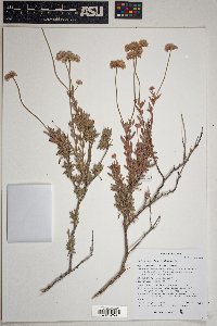 Eriogonum fasciculatum image