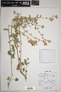 Sphaeralcea emoryi image