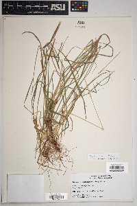 Elymus glaucus image