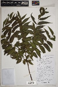 Ailanthus altissima image