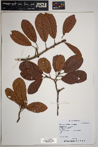 Sloanea terniflora image