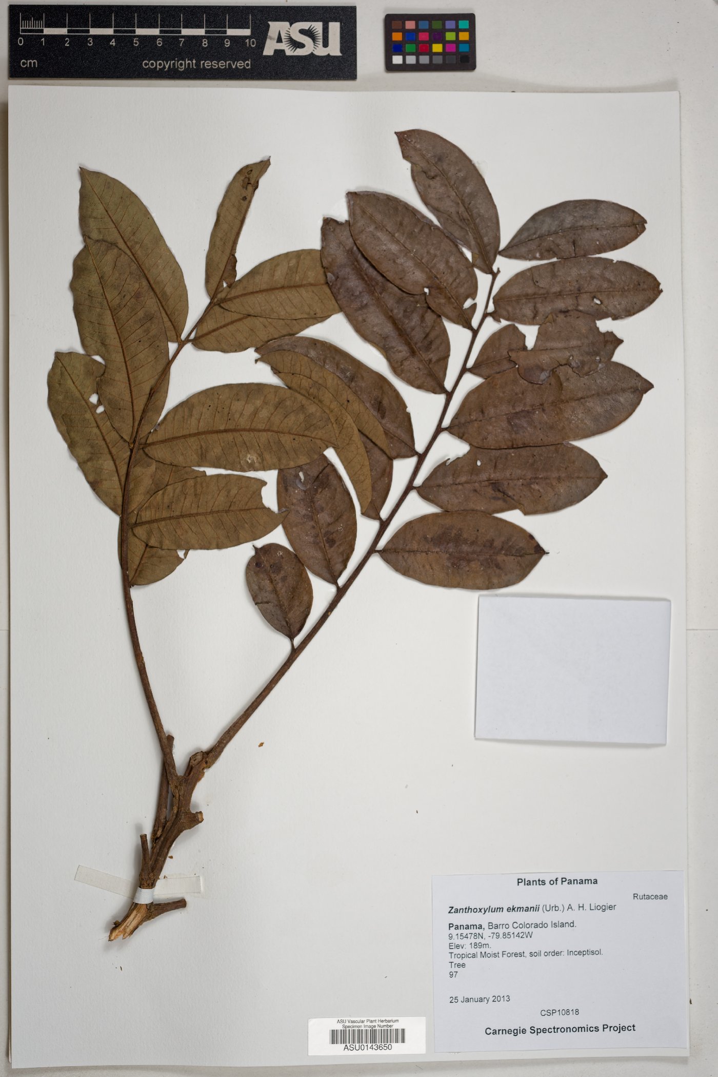Zanthoxylum ekmanii image