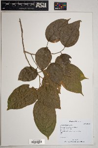 Celtis schippii image