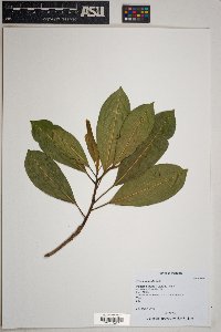 Ficus insipida image