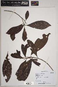 Ocotea cernua image