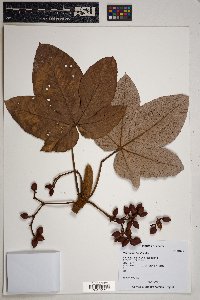 Pourouma bicolor image