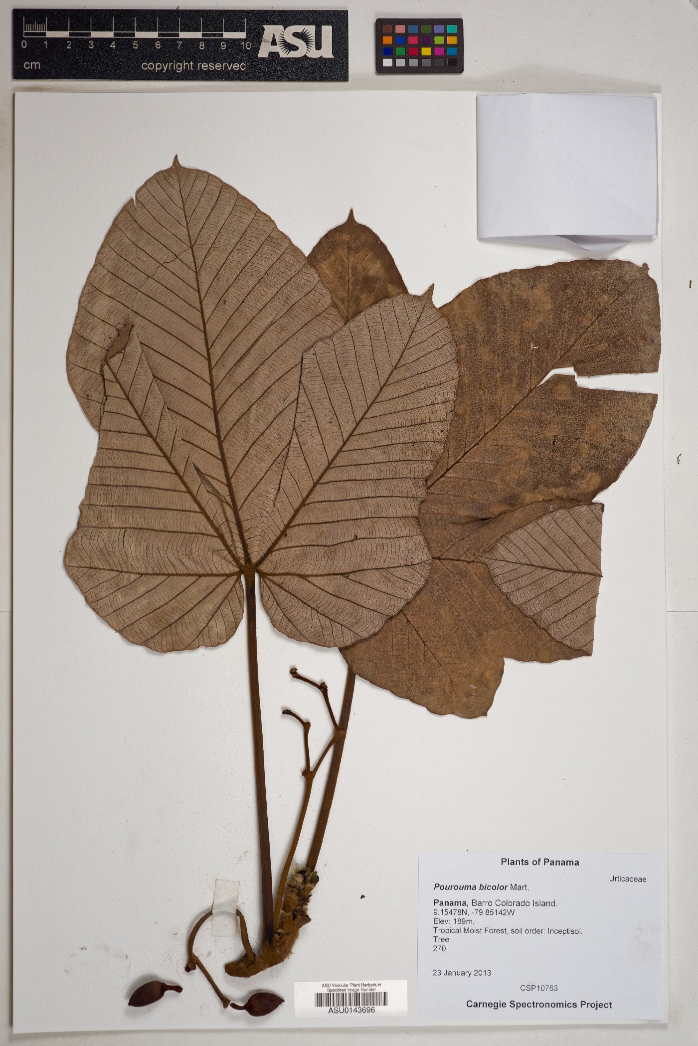 Pourouma bicolor image