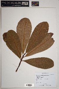 Anacardium excelsum image