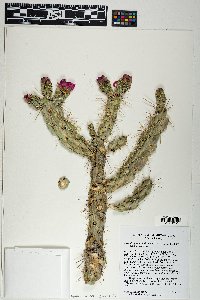 Cylindropuntia imbricata image