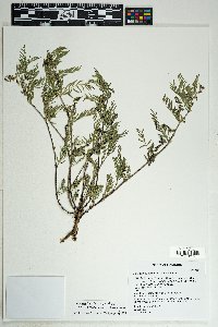 Astragalus multiflorus image