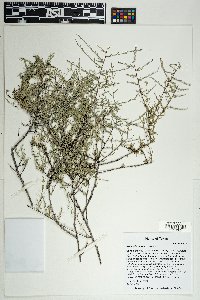 Krameria erecta image