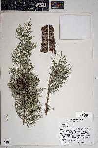 Cupressus arizonica image