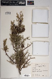 Cupressus arizonica image