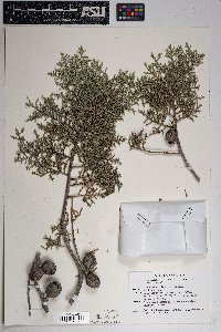 Cupressus arizonica image