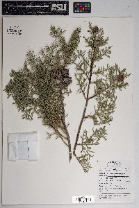 Cupressus arizonica subsp. arizonica image