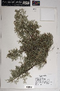 Cupressus arizonica image