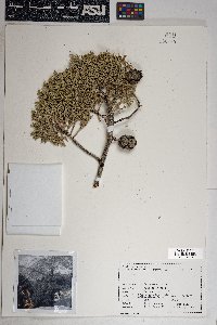 Cupressus arizonica image