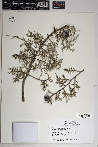 Cupressus arizonica image