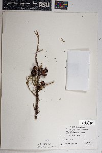 Cupressus arizonica image