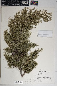 Cupressus arizonica image