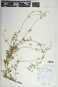 Eriogonum abertianum image